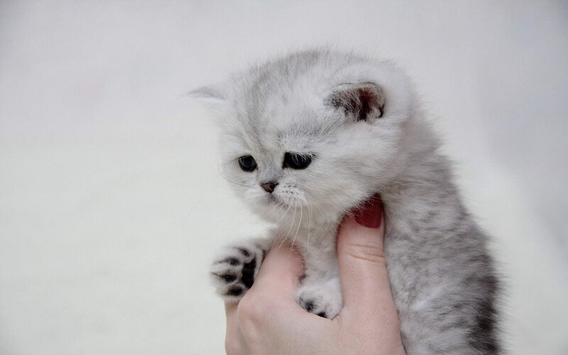 Silver Kitten Being Held — Gray