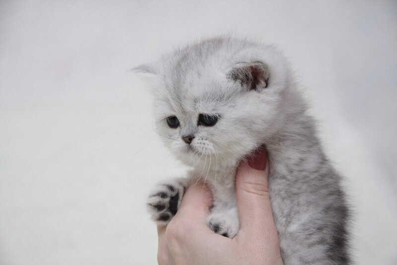 silver kitten being held