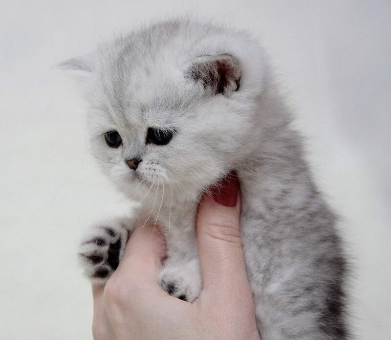 Silver Kitten Being Held — White, Calm, Photograph