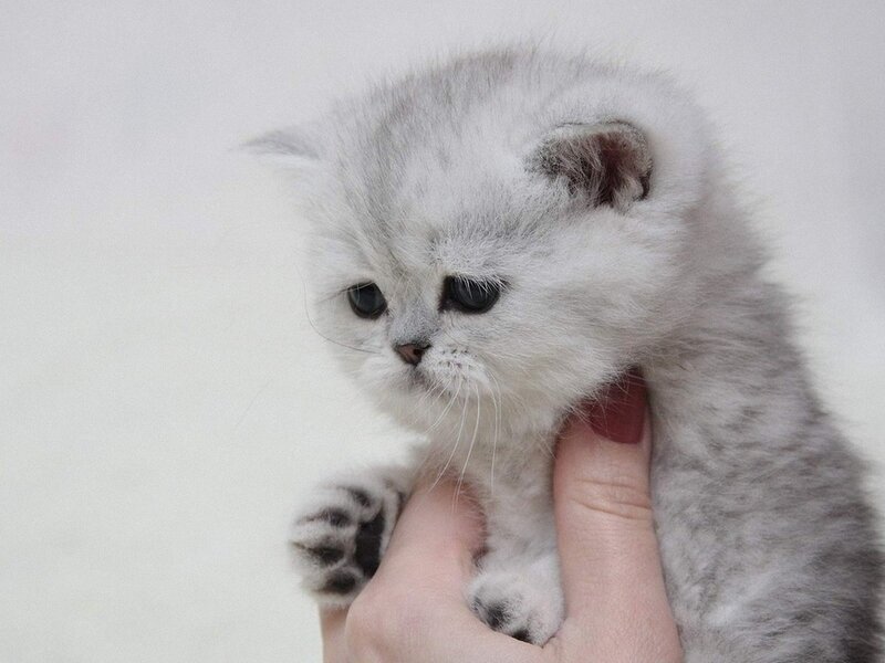 Silver Kitten Being Held — White