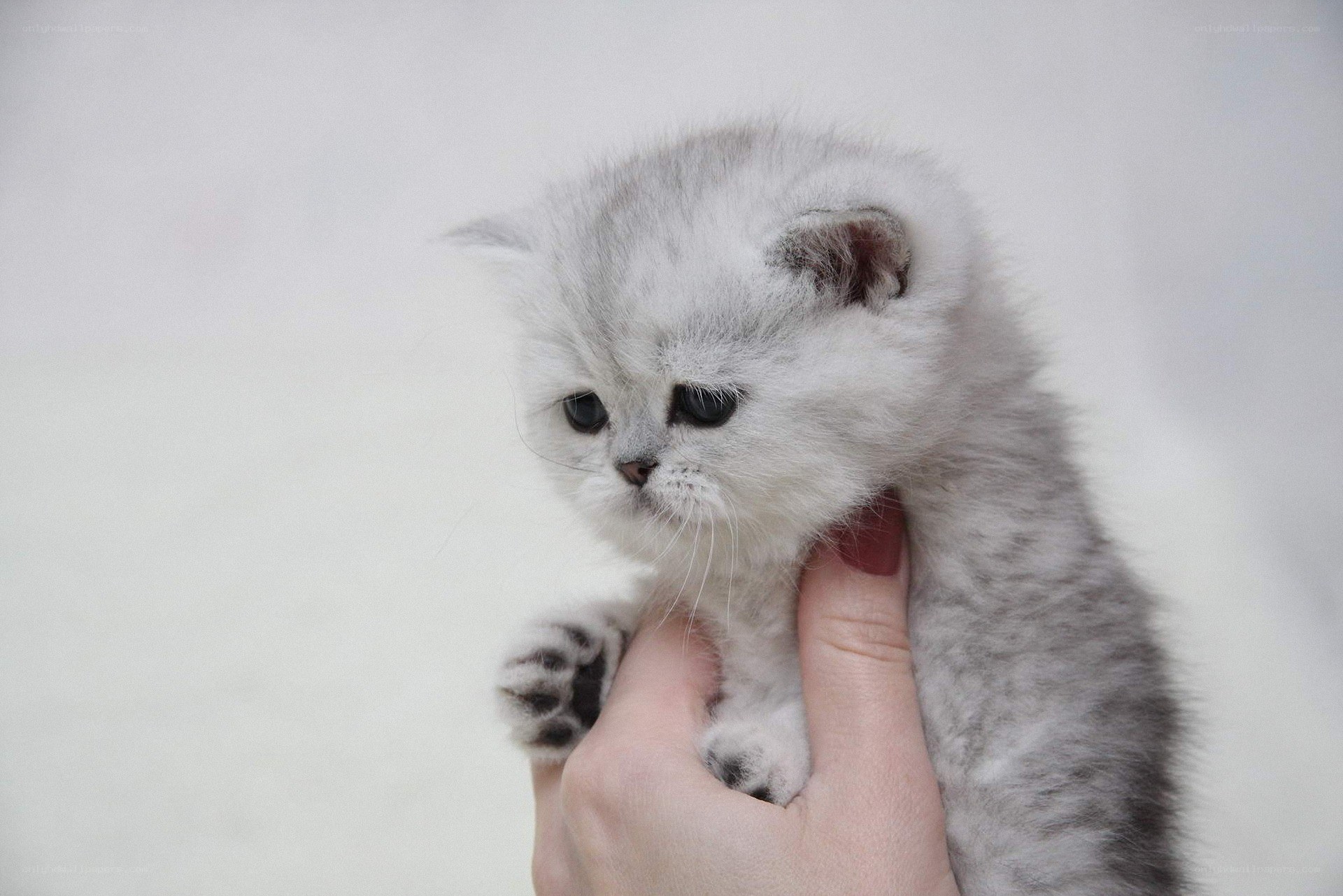 silver kitten being held