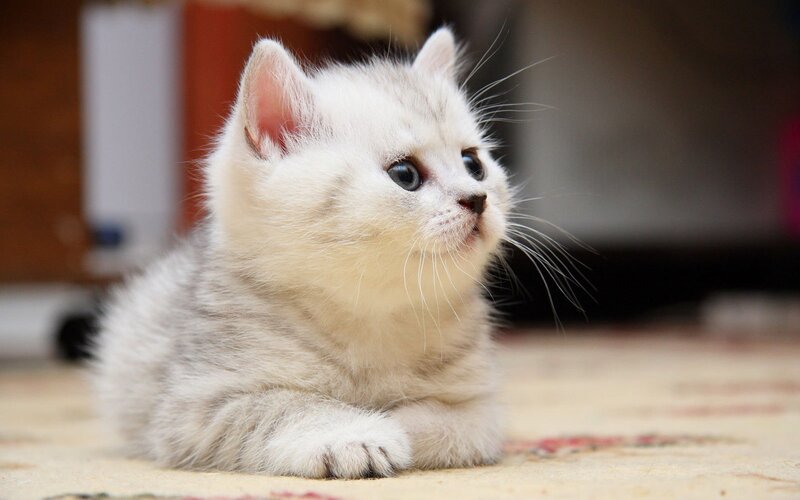 Silver Kitten on Rug