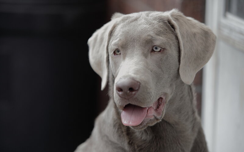 Silver Labrador Retriever