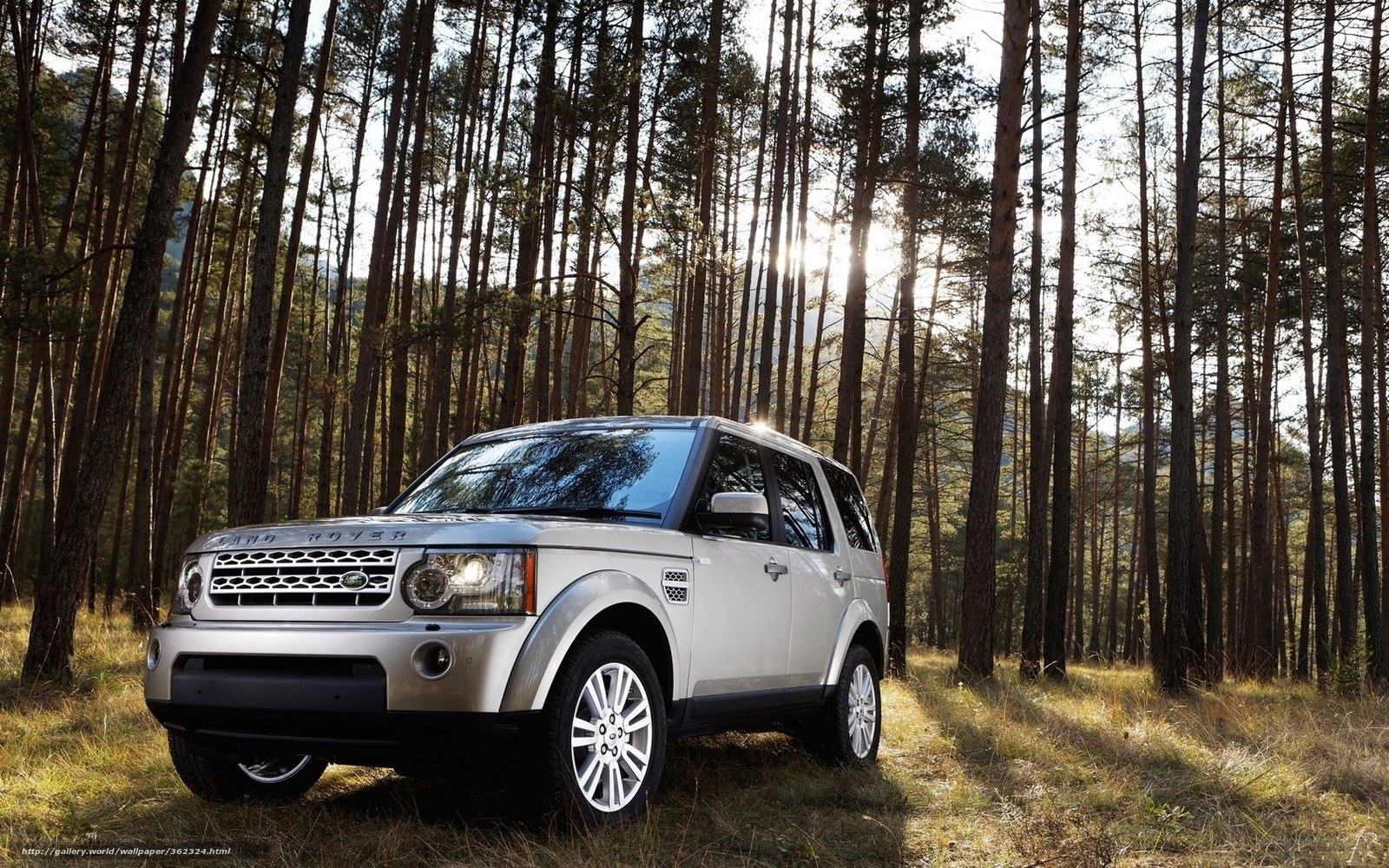 Silver Land Rover in forest