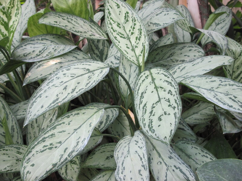 Silver Leaf Plant — Green