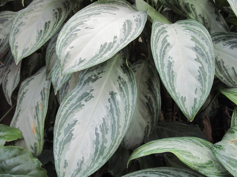 Silver-leaf Plant