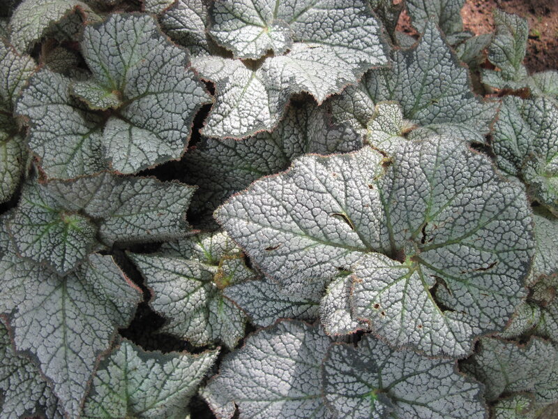 Silver-leafed Begonia Plant