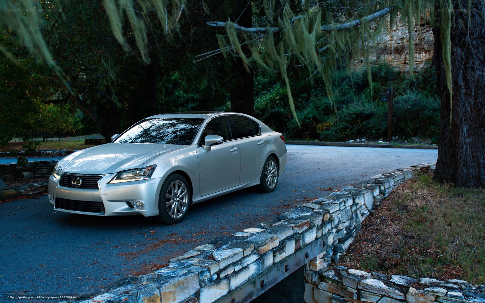 Silver Lexus on a forest road