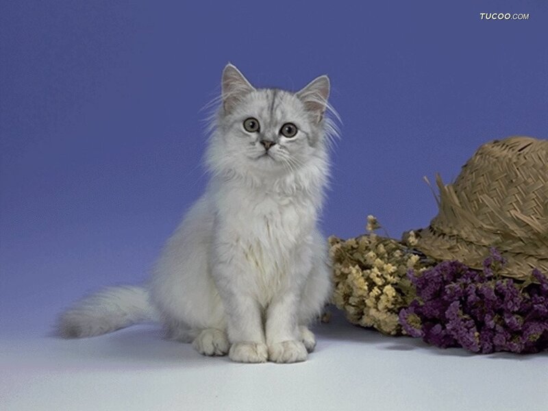 Silver Longhair Cat
