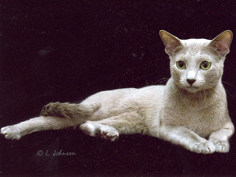 Silver Oriental Cat