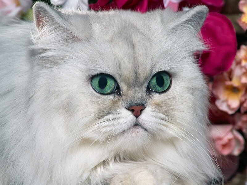 Silver Persian Cat