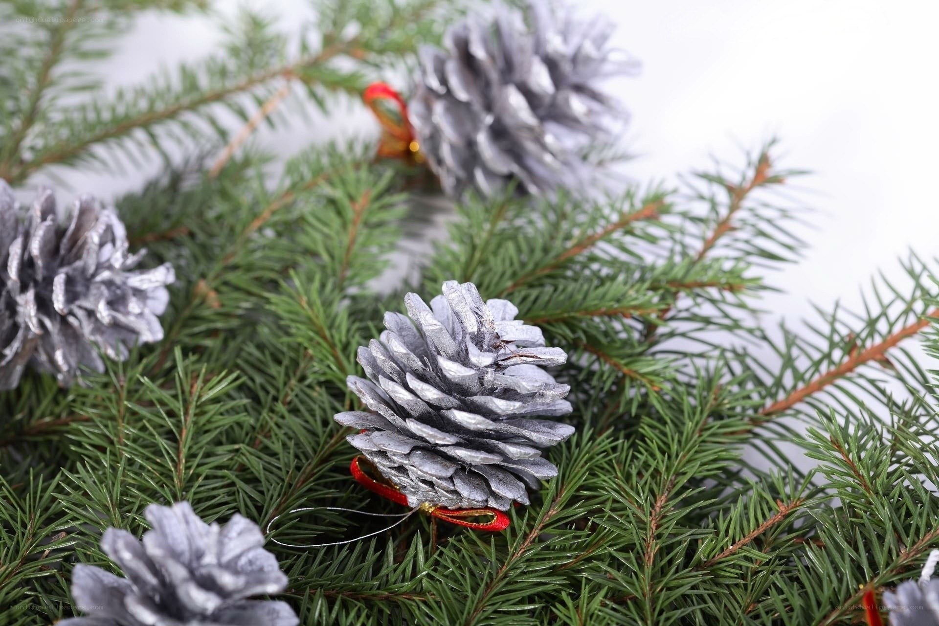 silver pine cones on evergreen branches