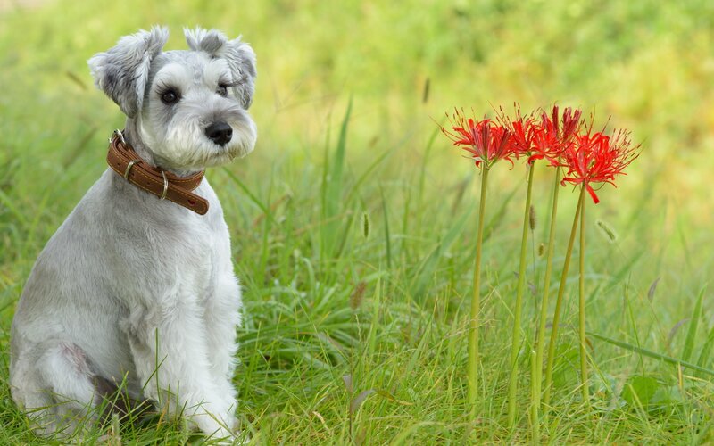 Silver Schnauzer Dog