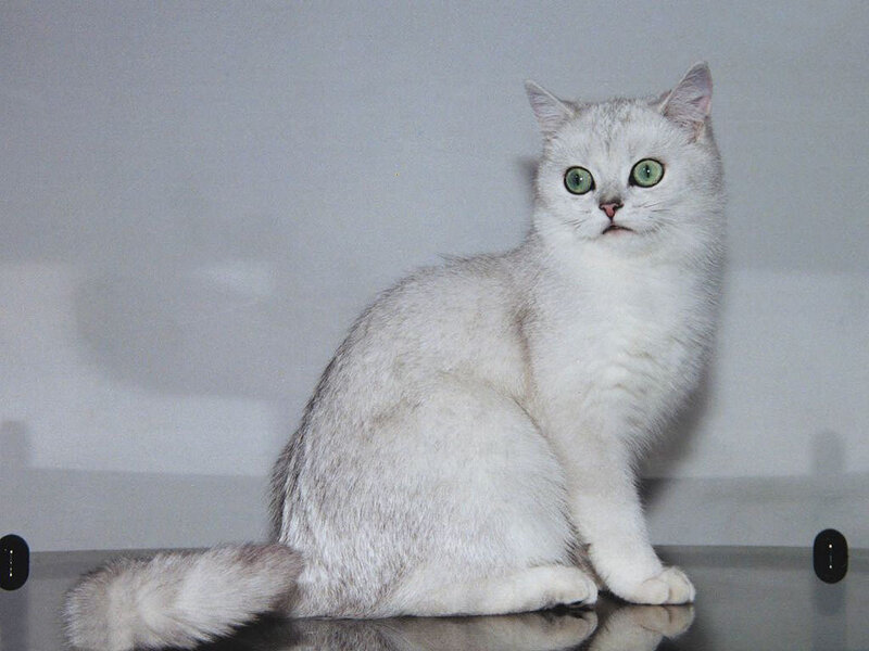Silver Shorthair Cat