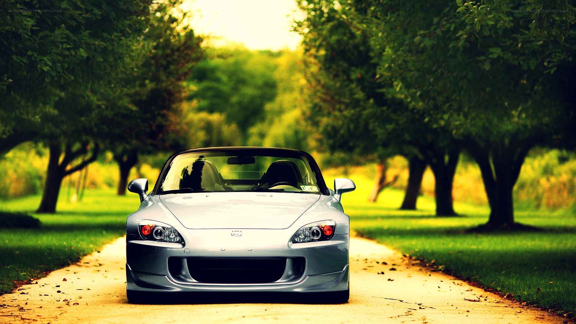silver sports car on a tree-lined path