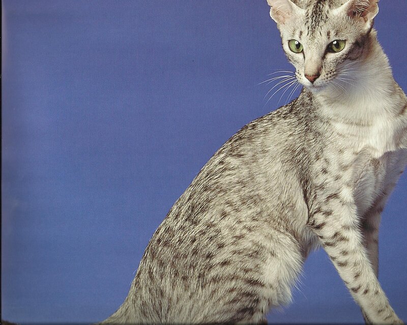 Silver Spotted Cat — Blue, Calm