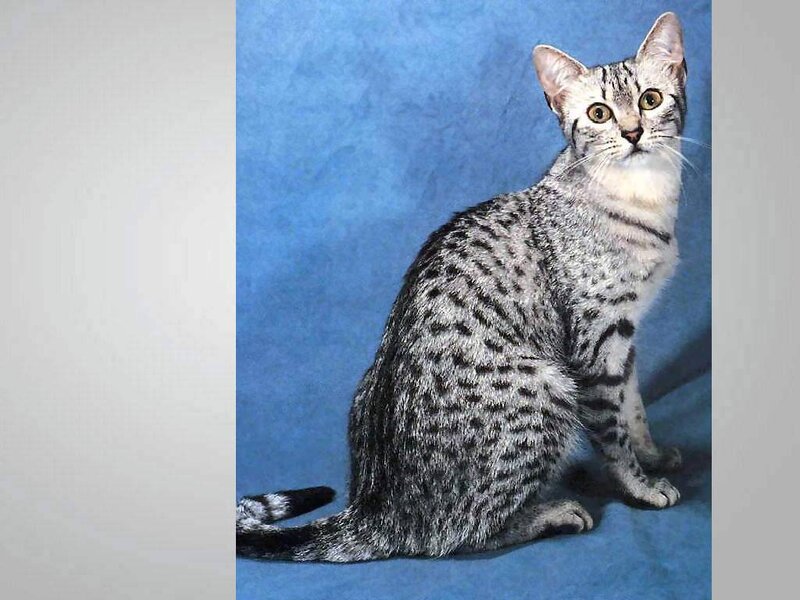 Silver Spotted Cat — Blue