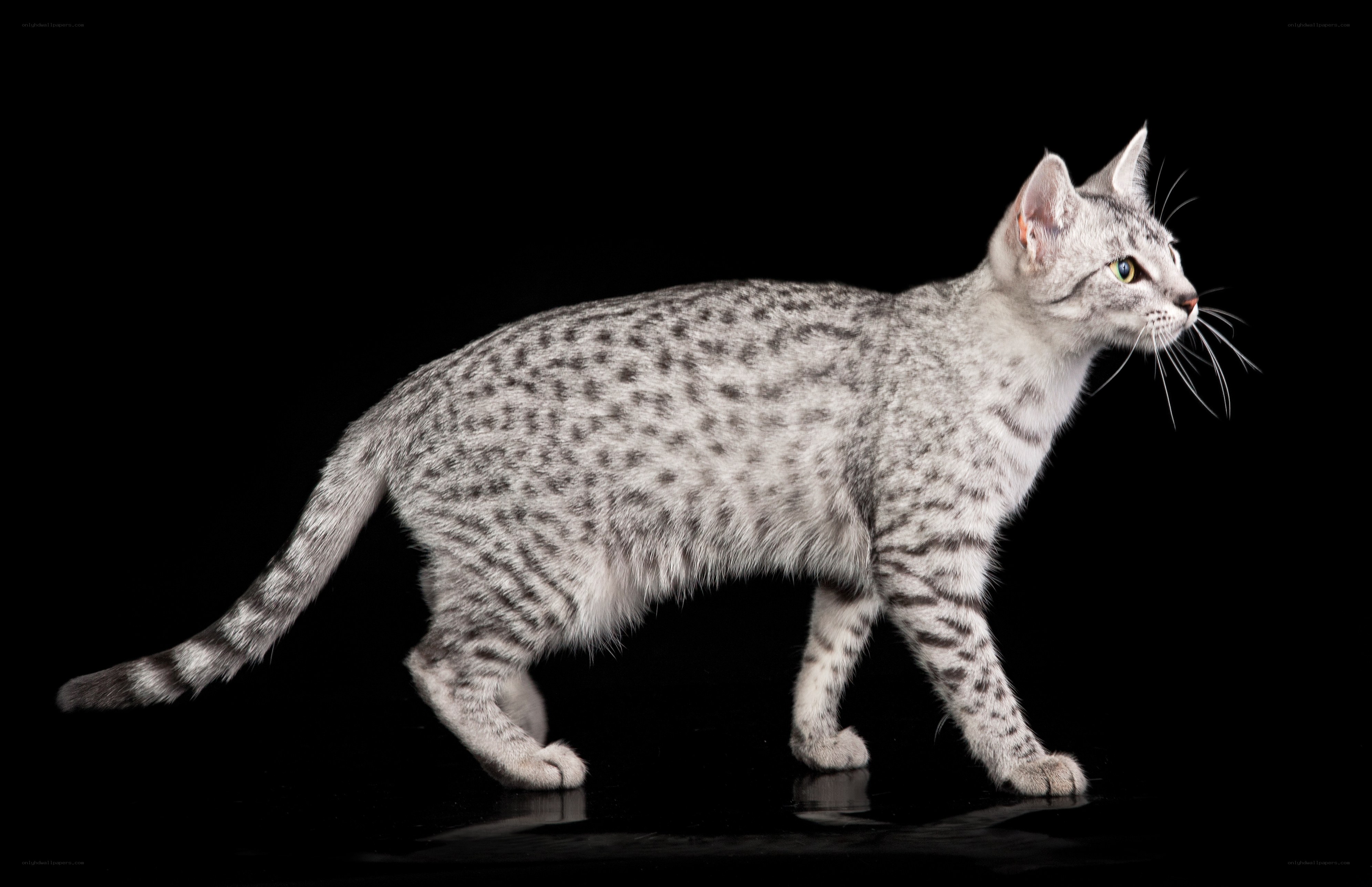 silver spotted cat in profile