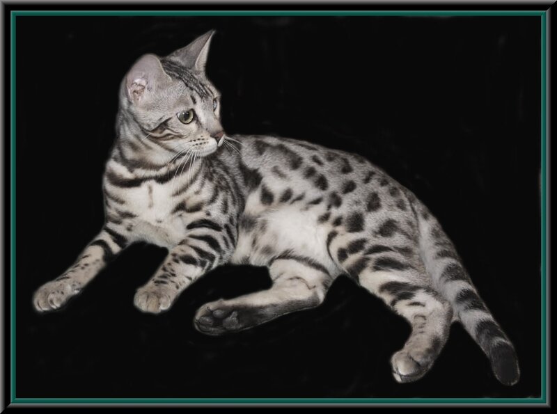 silver spotted cat