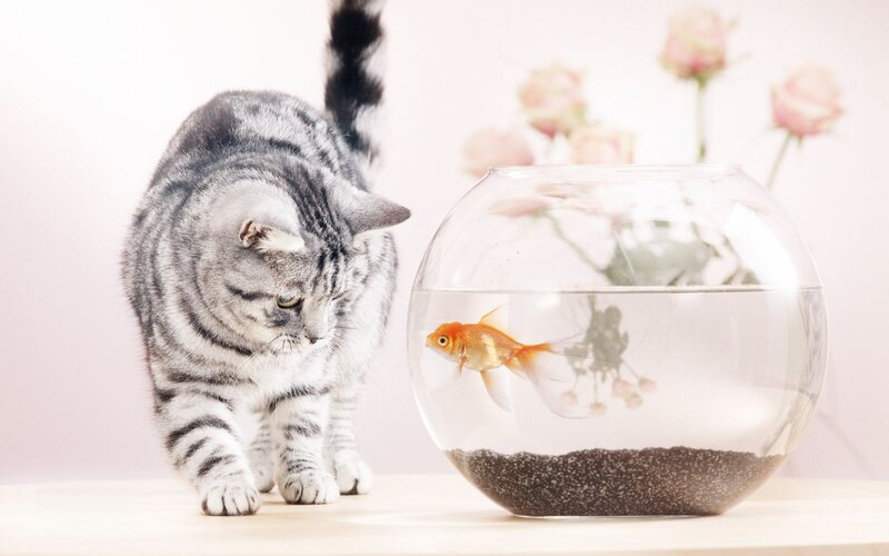Silver Tabby Cat and Goldfish