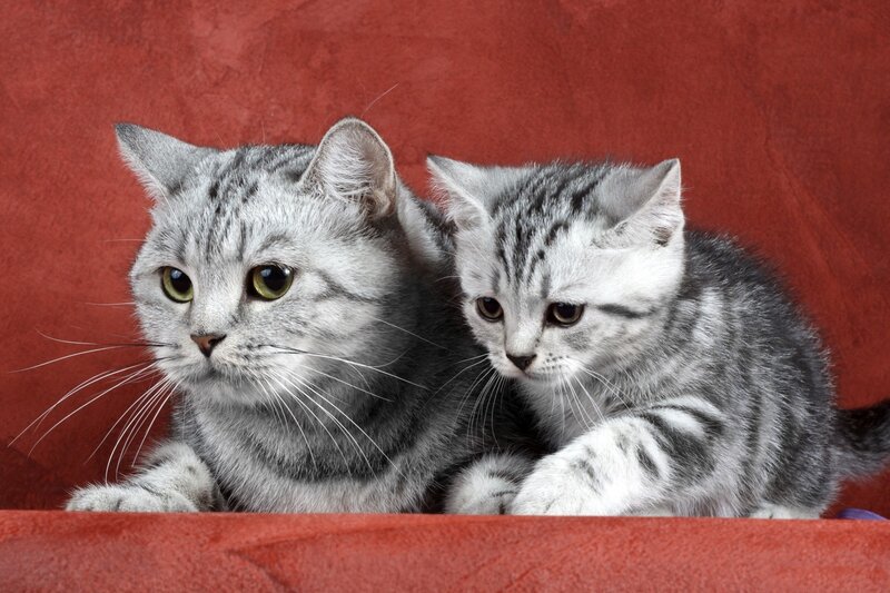 Silver Tabby Cat and Kitten