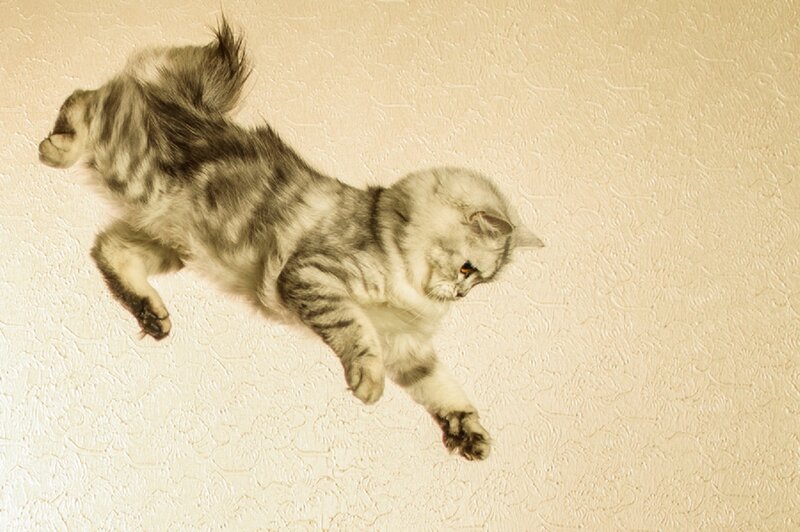 Silver Tabby Cat — Beige