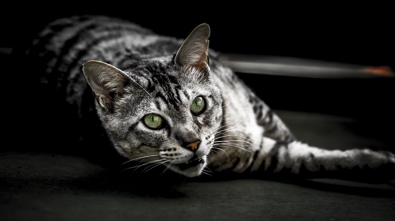 Silver Tabby Cat — Black, Dramatic