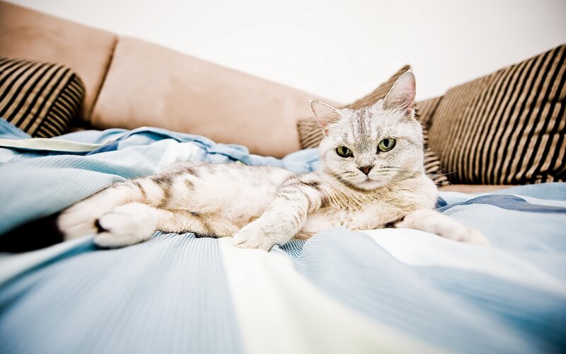 Silver Tabby Cat — Blue, Calm, Photograph