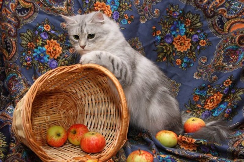 Silver Tabby Cat — Blue, Calm