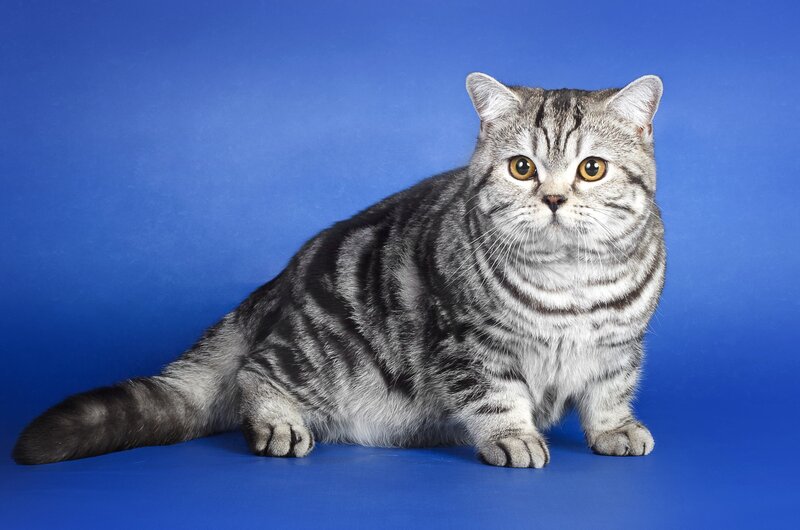 Silver Tabby Cat — Blue, Neutral, Photograph, Blue Background