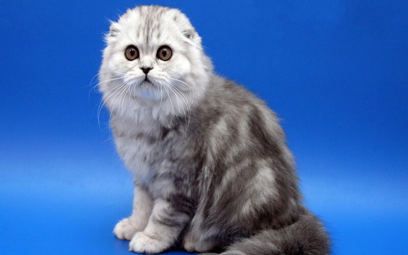 Silver Tabby Cat — Blue, Neutral, Photograph