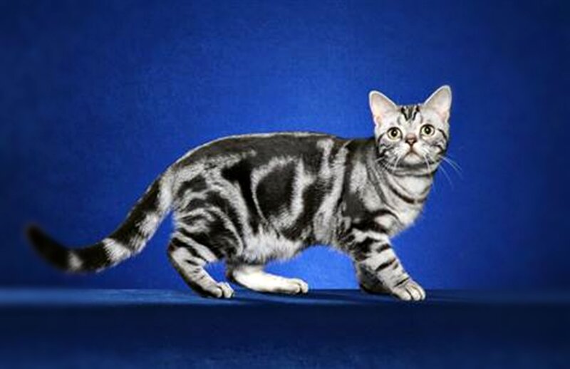 Silver Tabby Cat — Blue, Neutral
