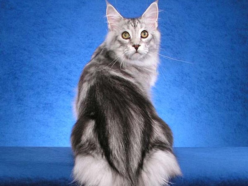 Silver Tabby Cat — Blue