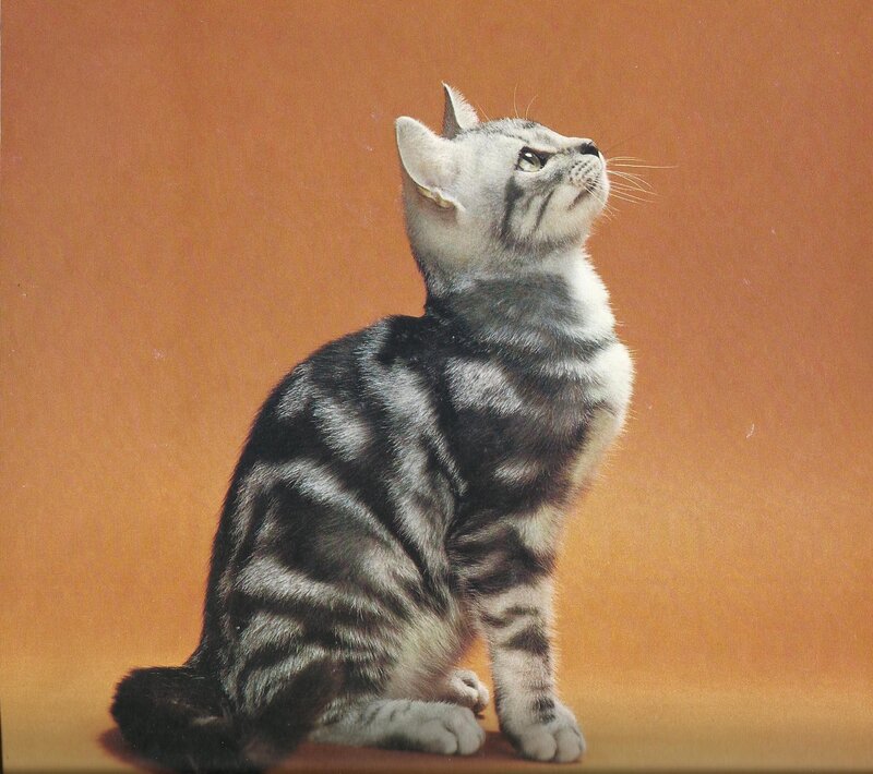 Silver Tabby Cat — Brown