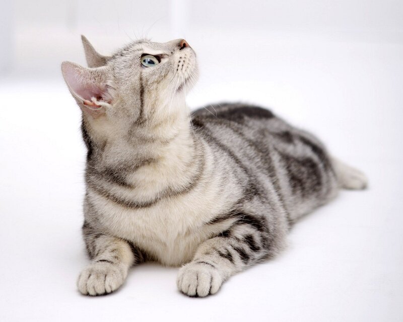 Silver Tabby Cat — Calm, Photograph