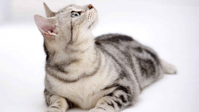 Silver Tabby Cat — Calm, White Background