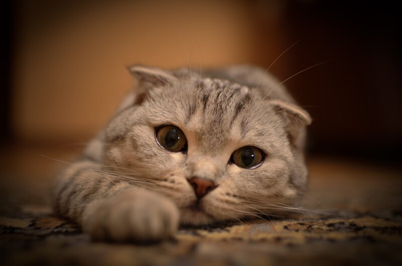 Silver Tabby Cat — Carpet