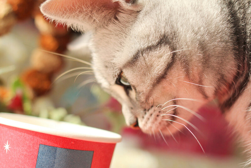 Silver Tabby Cat Drinking