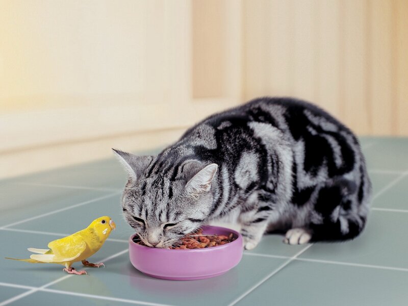 Silver Tabby Cat Eating