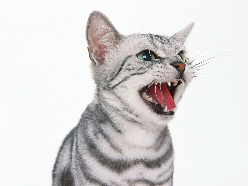 Silver Tabby Cat — Gray, Aggressive