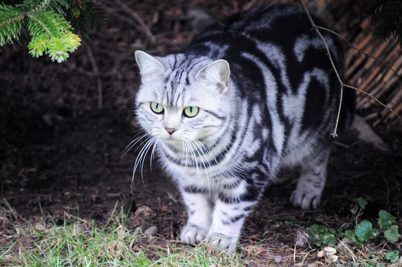 Silver Tabby Cat — Gray, Alert, Afternoon