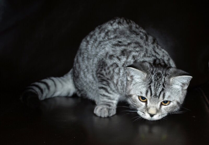 Silver Tabby Cat — Gray, Alert, Night