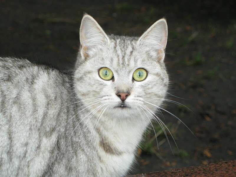 Silver Tabby Cat — Gray, Alert, Photograph