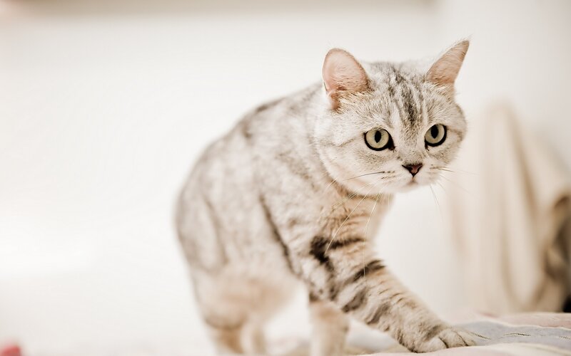 Silver Tabby Cat — Gray, Alert, Photograph, Whiskers
