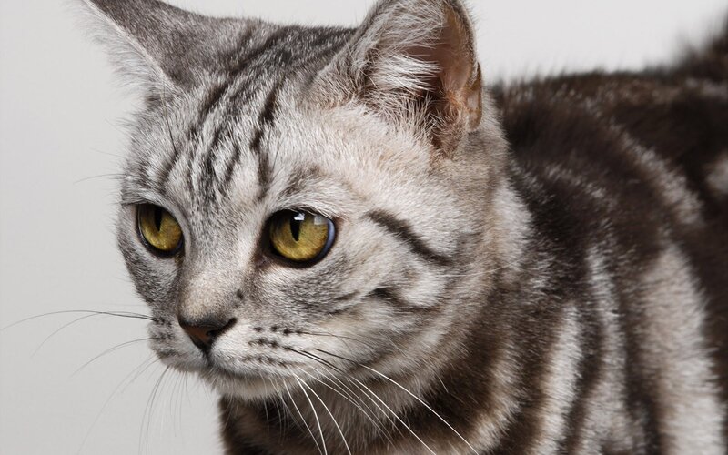Silver Tabby Cat — Gray, Alert
