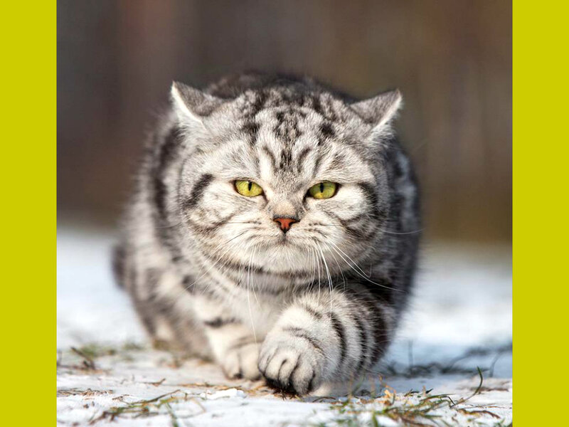 Silver Tabby Cat — Gray, Alert, Winter