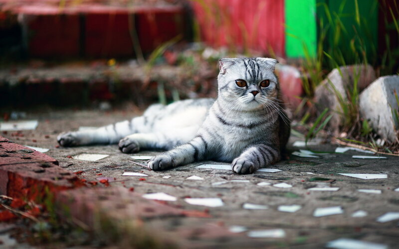 Silver Tabby Cat — Gray, Calm, Afternoon, Photograph, Brick