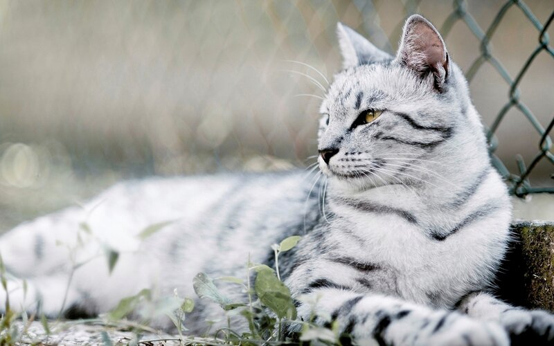 Silver Tabby Cat — Gray, Calm, Afternoon, Photograph, Chain-link Fence, Plants