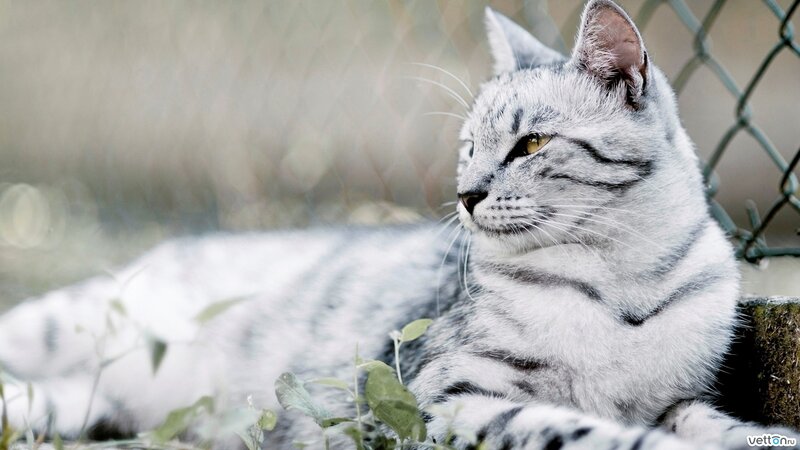 Silver Tabby Cat — Gray, Calm, Afternoon, Photograph, Chain-link Fence