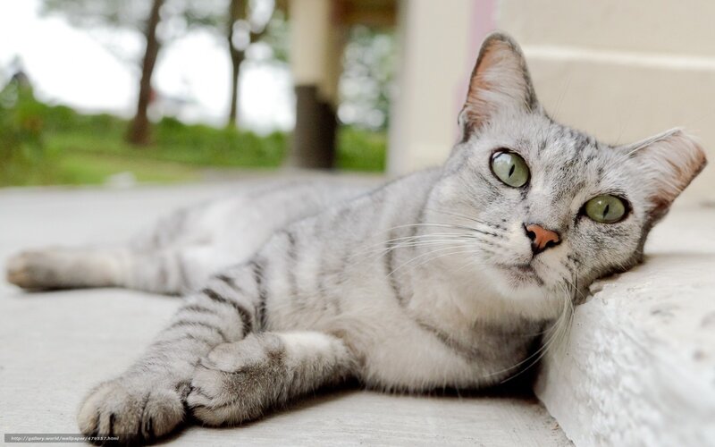 Silver Tabby Cat — Gray, Calm, Afternoon, Photograph, Concrete Surface